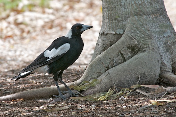 AustraliaEast 10  011